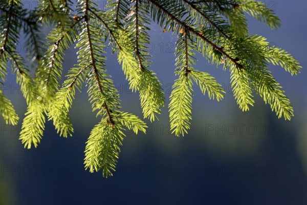 European spruce (Picea abies), twigs with fresh needle tips in backlight, Stillachtal near