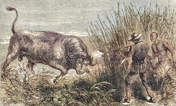 Hunting a buffalo, white hunter with rifle shoots the wildebeest, 1869, Botswana, Historic,
