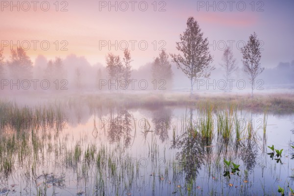 In a pink morning sky, wisps of mist form and birch trees are reflected in the water of the