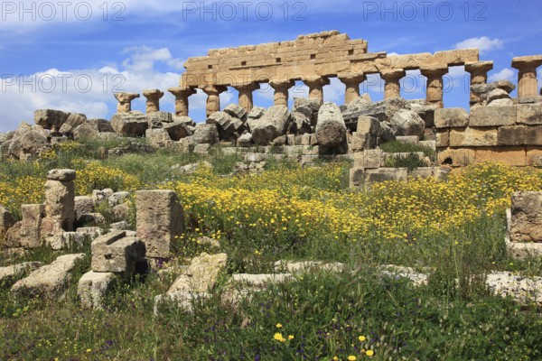 Selinunte, remains of the temples of the acropolis in the archaeological site of Selinunte, Trapani