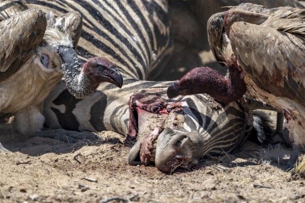 Many white-backed vulture (Gyps africanus) with bloody heads feeding on the carcass of a dead