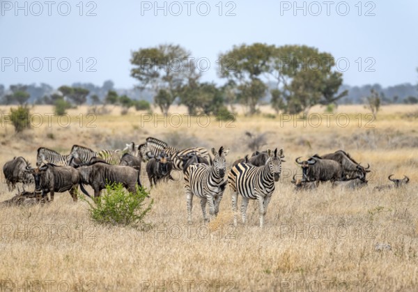 Blue wildebeests (Connochaetes taurinus) and plains zebra (Equus quagga) in dry grass, African