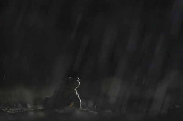 Common toad (Bufo bufo), single male, in the rain, on the way to the spawning waters, evening, toad