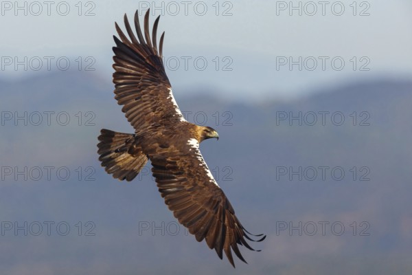Spanish imperial eagle (Aquila adalberti), El Millaron Imperial Eagle Hid, Salorino, Extremadura