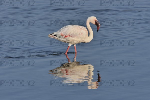 Lesser Flamingo (Phoenicopterus minor) standing in Lake Nakuru, Lake Nakuru National Park, near