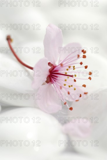 Cherry plumsblue (Prunus cerasifera) on stones, plum blossoms, purple-leaf plum