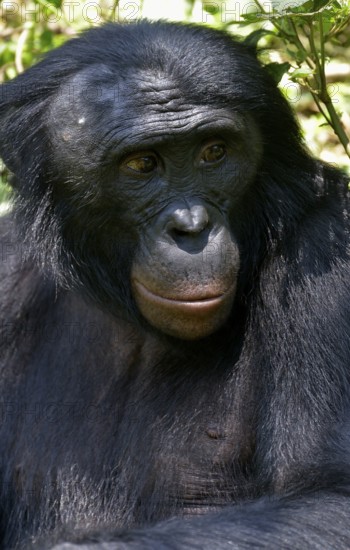 Bonobo (Pan paniscus), portrait, Lola ya Bonobo Sanctuary, Kimwenza, Mont Ngafula, Kinshasa,