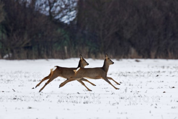 European roe deer (Capreolus capreolus) jumping and fleeing in the field in winter in the snow,