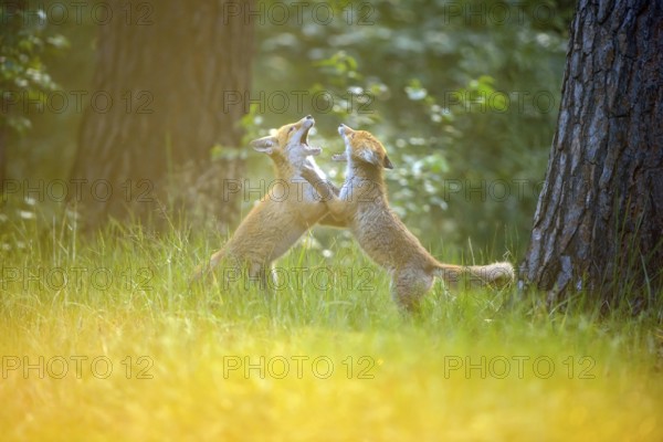 Red fox (Vulpes vulpes), two young foxes playing and practising fighting with each other at sunset,