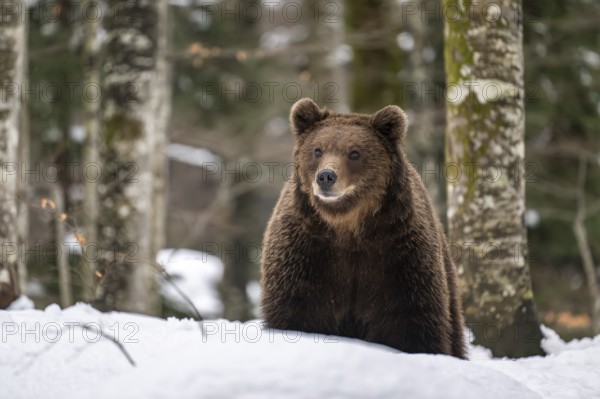 European brown bear (Ursus arctos arctos) in the forest, bear in the snow, winter, Notranjska