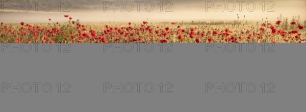 Panorama, corn field with flowering poppies, poppy field in the morning light, fog in the