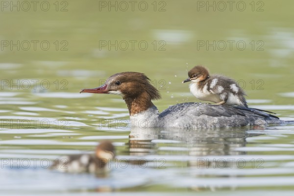 Common merganser (Mergus merganser), female with young bird on her back, swims in water, Germany,