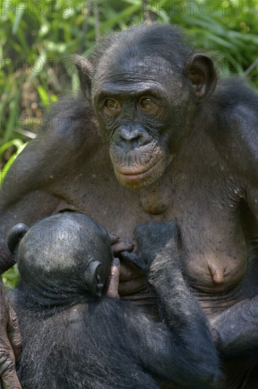 Bonobo (Pan paniscus) mother suckling young, Lola ya Bonobo Sanctuary, Kimwenza, Mont Ngafula,