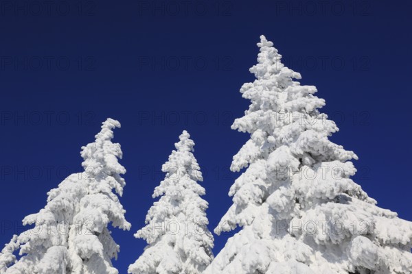 Winter landscape in the Fichtelgebirge, Bayreuth district, Upper Franconia, Bavaria, Germany,
