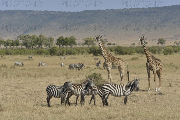 Maasai Giraffes or Kilimanjaro Giraffes (Giraffa camelopardalis tippelskirchi) and Burchell's