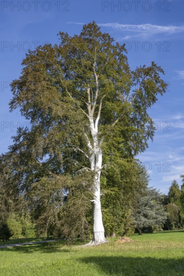 Limed tree trunk on a copper beech as protection against frost, stress cracks and pests, Canton