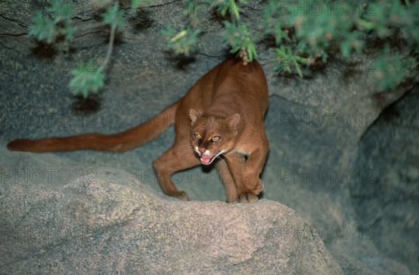 Jaguarundi (Felis yagouaroundi) (Herpailurus yagouaroundi), jaguarundi, mammals, animals, feline,