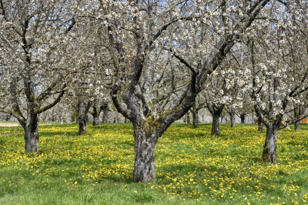 Blossoming cherry trees at the Dreikirschenweg, near Mösbach, Ortenaukreis, Black Forest,