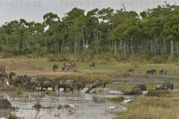 Eastern wildebeest (Connochaetes taurinus albojubatus) crossing a water hole pool on the Mara River