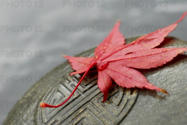 Japanese Maple leaf and Japanese emblem in stone, esotericism, symbol Japanese maple, leaf, and