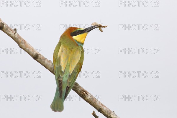 European bee-eater (Merops apiaster) Young bird with insect in its beak, sitting on a branch, with