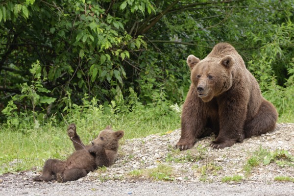 Brown bears at the Transfagara, the Transfogaras High Road in the Fagaras Mountains, also Fogaras