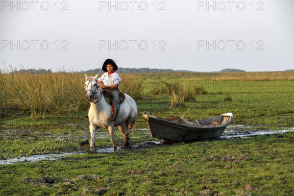 Young gaucho pulling a boat with reeds, traditional means of transport, Puesto Mingo, Esteros del