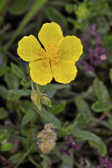 Common rockrose, common rock rose, common rock-rose (Helianthemum nummularium) (Helianthemum