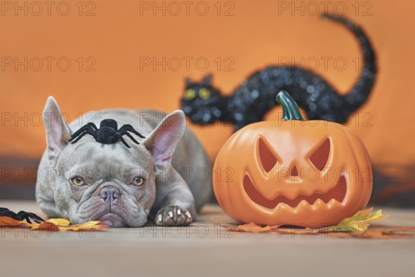 Halloween French Bulldog dog with carved pumpkin, autumn leaves, spider on head and black cat in