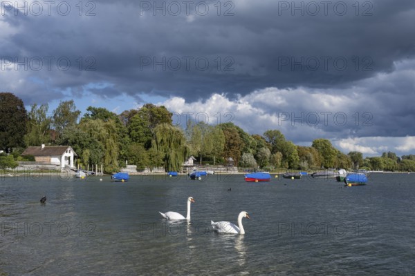 Two Mute Swans on the shore of Lake Constance near Radolfzell, Constance County, Baden-Württemberg,