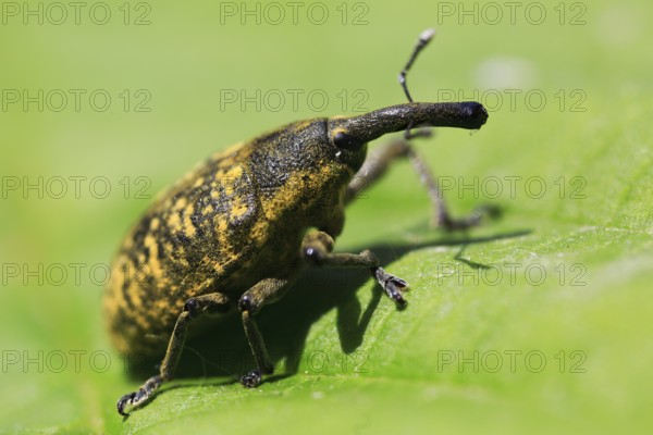 Thistle weevil (Larinus turbinatus), beetle with funny long nose, on leaf, macro, Isental, Bavaria,
