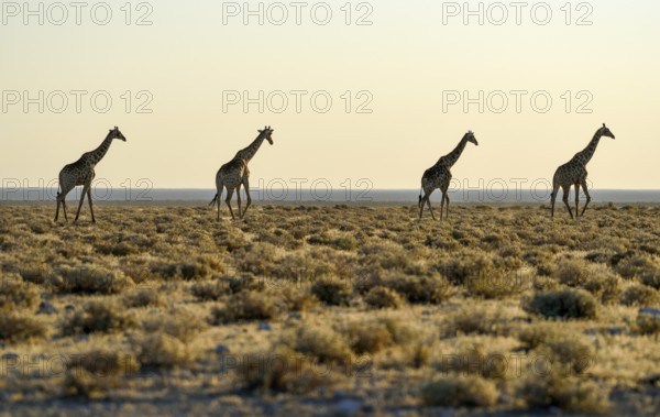 Angolan Giraffes (Giraffa camelopardalis angolensis) running one after another in the steppe,