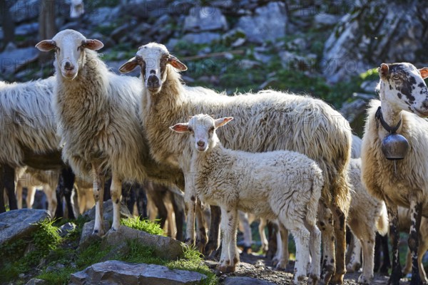A flock of sheep including a lamb is standing on a rocky ground, a lamb is in the centre, Palea