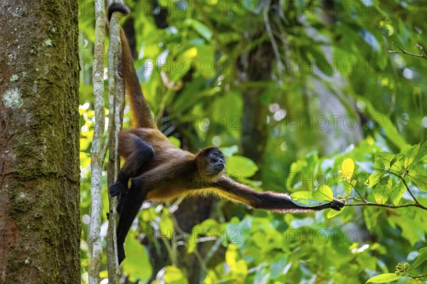 Geoffroy's spider monkey (Ateles geoffroyi) climbing a tree in the jungle, Tortuguero National