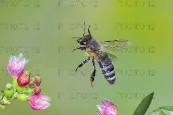 European honey bee (Apis mellifera) bee in flight, between the flowers of the common snowberry