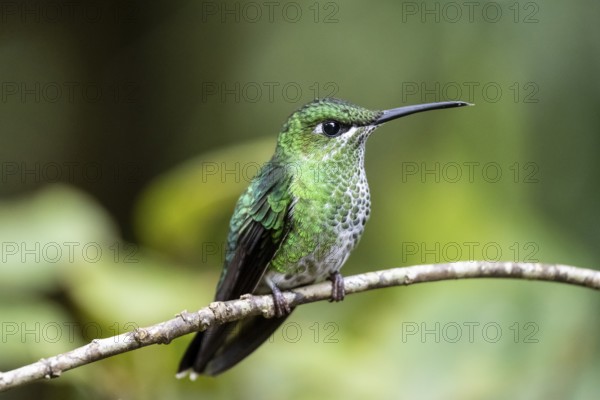 Green-crowned brilliant (Heliodoxa jacula), adult female sitting on a branch, Monteverde Cloud