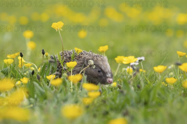 European hedgehog (Erinaceus europaeus) adult animal in a spring time meadow with flowering