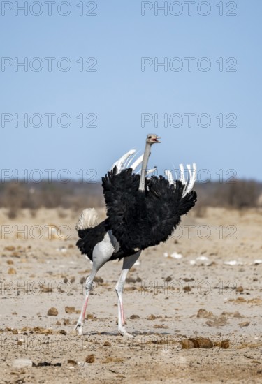 African ostrich (Struthio camelus), adult male, raising his feathers and calling, threatening