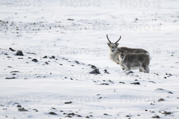 Spitsbergen reindeer with calf in a wintery snowy landscape, Snaddvika Bay, Murchisonfjord,