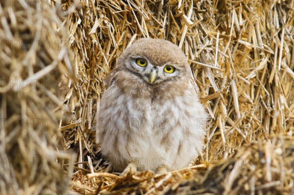 Little owl (Athene noctua) young bird sitting on a bale of straw, endangered bird species in