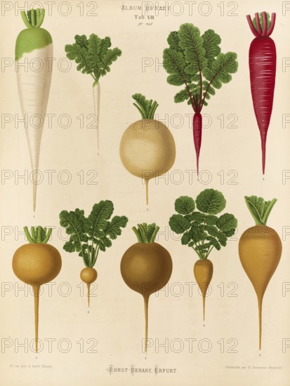 Vegetable, radish, after Ernst Samuel Benary (10 November 1819, 19 February 1893), Hessian