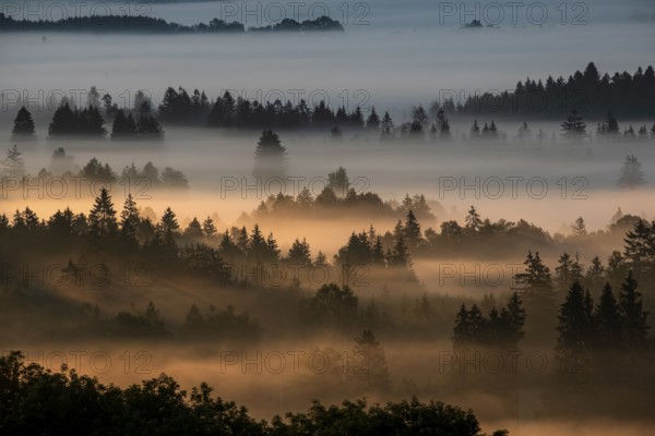 Fog between trees in the morning light, backlight, autumn, Loisach-Lake Kochel moor, Alpine