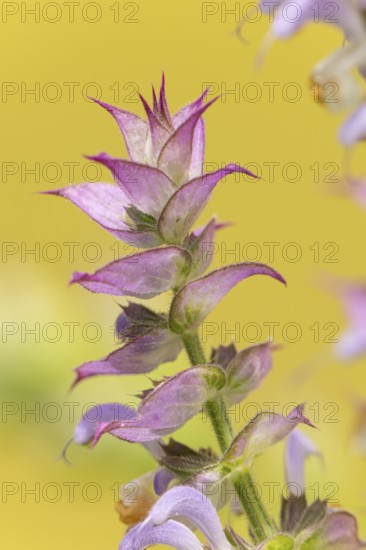 Close-up of a clary (Salvia sclarea) flower with fine details of the petals against a yellow