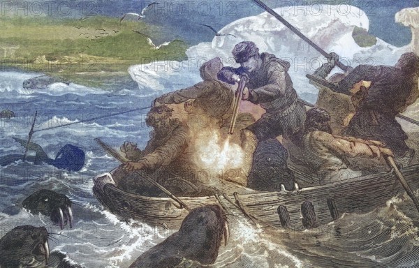 Hunting walruses (Odobenus rosmarus), walrus, walrus hunting in the Arctic Ocean from a boat, 1869,