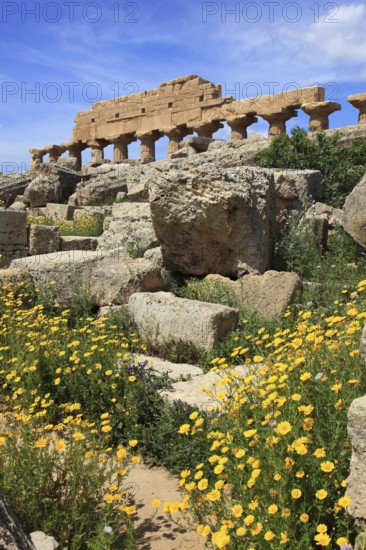 Selinunte, remains of the temples of the acropolis in the archaeological site of Selinunte, Trapani