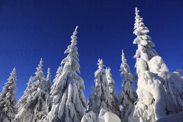 Winter landscape in the Fichtelgebirge, Bayreuth district, Upper Franconia, Bavaria, Germany,