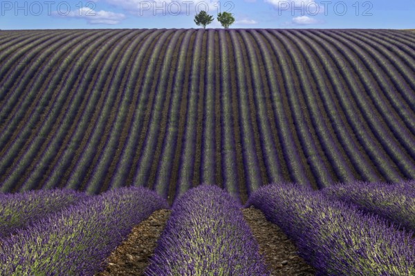 Two trees in an undulating lavender field, flowering true lavender (Lavandula angustifolia), D56,