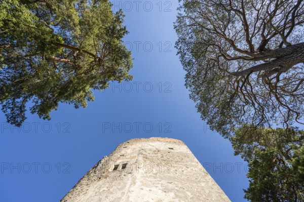 The ruins of Altbodman Castle from a frog's perspective, Bodman-Ludwigshafen, Constance district,