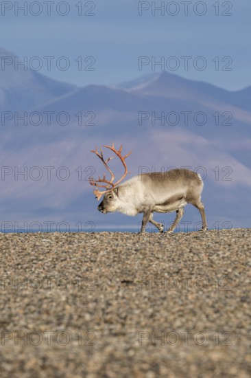 Svalbard Reindeer (Rangifer tarandus platyrhynchus), male, bull with blood-red antlers, tundra in