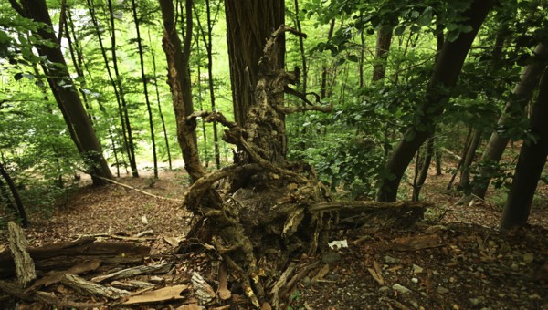 Forest damage in the Sauerland region has caused about 40 % of the spruce stand, especially in
